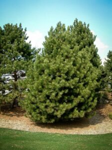 Сосна Чёрная (Pinus Nigra) купить по цене от 270.00р. в интернет-магазине «Посадика» с доставкой почтой в в Юхнове и по всей России – [изображение №1].