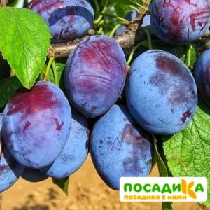 Слива Чачакская ранняя купить по цене от 229.00р. в интернет-магазине «Посадика» с доставкой почтой в в Юхнове и по всей России – [изображение №1].