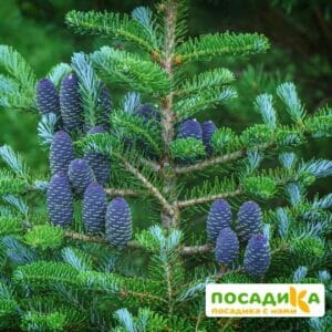 Пихта корейская (Abies koreana) купить по цене от 450.00р. в интернет-магазине «Посадика» с доставкой почтой в в Юхнове и по всей России – [изображение №1].