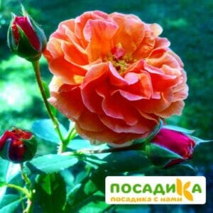 Роза Арабия купить по цене от 350.00р. в интернет-магазине «Посадика» с доставкой почтой в в Юхнове и по всей России – [изображение №1].