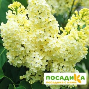 Сирень Примроуз (Primrose) купить по цене от 529.00р. в интернет-магазине «Посадика» с доставкой почтой в в Юхнове и по всей России – [изображение №1].