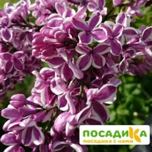 Сирень Сенсация купить по цене от 529.00р. в интернет-магазине «Посадика» с доставкой почтой в в Юхнове и по всей России – [изображение №1].