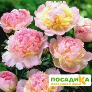 Пион Распберри Сандей (Paeonia Raspberry Sundae) купить по цене от 959р. в интернет-магазине «Посадика» с доставкой почтой в в Юхнове и по всей России – [изображение №1].