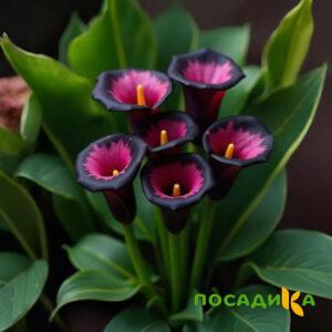Калла Аура Лейс купить по цене от 400р. в интернет-магазине «Посадика» с доставкой почтой в в Юхнове и по всей России – [изображение №1].