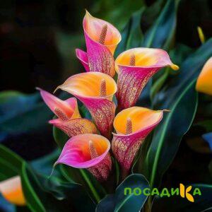 Калла Оникс купить по цене от 450р. в интернет-магазине «Посадика» с доставкой почтой в в Юхнове и по всей России – [изображение №1].