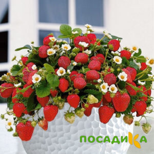 Клубника Рубиновый Шепот (горшечная) купить по цене от 240р. в интернет-магазине «Посадика» с доставкой почтой в в Юхнове и по всей России – [изображение №1].