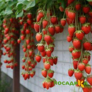 Клубника вьющаяся Комплимент купить по цене от 470р. в интернет-магазине «Посадика» с доставкой почтой в в Юхнове и по всей России – [изображение №1].