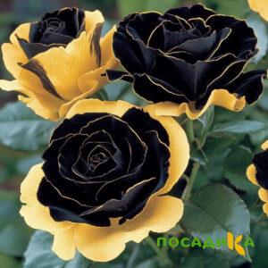Роза Ханни Сикл купить по цене от 700р. в интернет-магазине «Посадика» с доставкой почтой в в Юхнове и по всей России – [изображение №1].