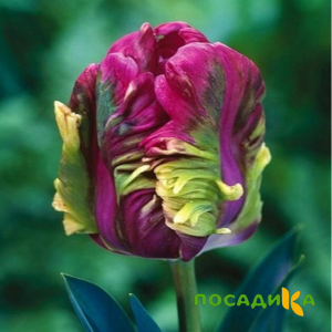 Тюльпан Экзотик Хэвен купить по цене от 186р. в интернет-магазине «Посадика» с доставкой почтой в в Юхнове и по всей России – [изображение №1].
