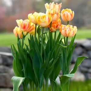Тюльпан Верона Санрайз купить по цене от 280р. в интернет-магазине «Посадика» с доставкой почтой в в Юхнове и по всей России – [изображение №1].