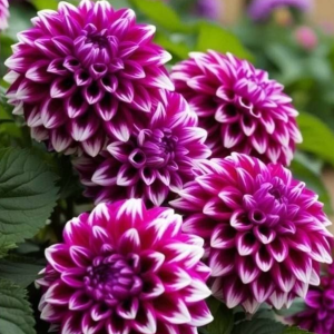 Георгин Кристал Корт купить по цене от 602р. в интернет-магазине «Посадика» с доставкой почтой в в Юхнове и по всей России – [изображение №1].