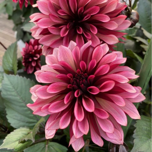 Георгин Перли Сансет купить по цене от 309р. в интернет-магазине «Посадика» с доставкой почтой в в Юхнове и по всей России – [изображение №1].