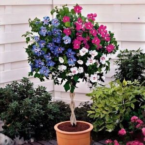 Гибискус-Дерево Триколор купить по цене от 289р. в интернет-магазине «Посадика» с доставкой почтой в в Юхнове и по всей России – [изображение №1].