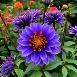 Георгин Лазурит купить по цене от 799р. в интернет-магазине «Посадика» с доставкой почтой в в Юхнове и по всей России – [изображение №1].