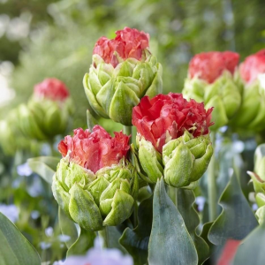 Тюльпан Бычий Глаз купить по цене от 275р. в интернет-магазине «Посадика» с доставкой почтой в в Юхнове и по всей России – [изображение №1].