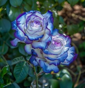 Роза Пэтолз Хоуп купить по цене от 333р. в интернет-магазине «Посадика» с доставкой почтой в в Юхнове и по всей России – [изображение №1].