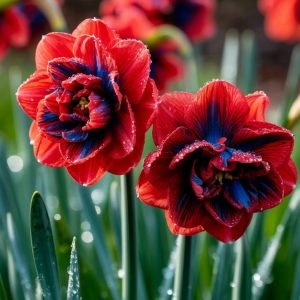 Нарцисс Эрличе купить по цене от 386р. в интернет-магазине «Посадика» с доставкой почтой в в Юхнове и по всей России – [изображение №1].