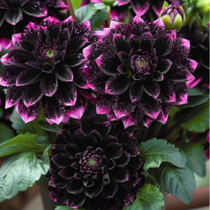 Георгин Лаванда Лейс купить по цене от 679р. в интернет-магазине «Посадика» с доставкой почтой в в Юхнове и по всей России – [изображение №1].