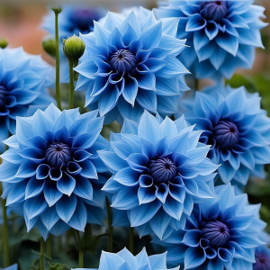 Георгин Вижапе купить по цене от 699р. в интернет-магазине «Посадика» с доставкой почтой в в Юхнове и по всей России – [изображение №1].